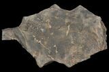 Cruziana (Fossil Trilobite Trackway) - Morocco #118288-1
